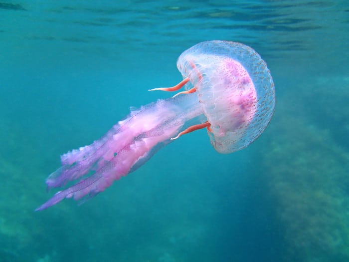 puntura-di-medusa