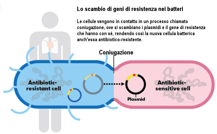 trasferimento-antibiotico-resistenza